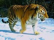 Four Wild Siberian Tigers Discovered in Heihe Province's Natural Reserve, High-Definition Images Captured