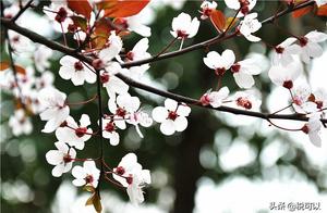 Chongzhou Yuanquan: A Drive to the Chengdu Countryside for a Spring Breeze, Cherry Blossoms, Peonies, and Willows in Full Bloom