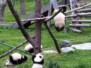 Heartbreaking! 8-Month-Old Panda Dies from Suffocation Due to Feeding Rope Entanglement