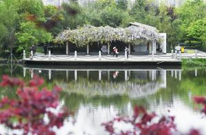 Spring Day in Zhongyuan Mountain Park, Encountering a Wisteria Bloom