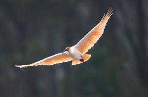 Meeting the White-bellied Thrush: Decathlon’s Bio-inspired Series in Qinling Mountain