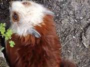 Chang Gui Township, Wujihe County, Discovers National Level II Protected Animal – Cinnabar Ferret (Flying Fox)