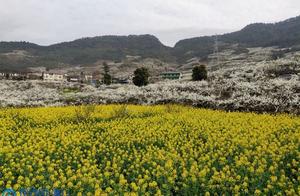 Li Hua's Vibrant Lilacs Blanket the Mountains with 'Snow'