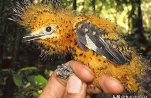 To adapt to the natural environment, these birds utilize their camouflage skills, earning them the title of ‘masters of disguise’.