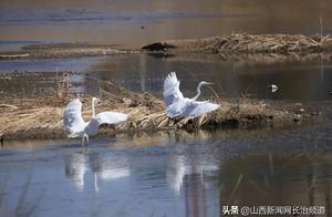 National Treasure Birds Appear in Xiangyuan! Oriental White Stork Makes a Guest Appearance at Sanzhang Wetland Park.