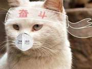 Special Period, Don't Let Disinfection Turn into Poisoning, Pet Families Pay Attention to the Ingredients in Disinfectants