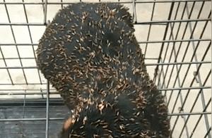 The Dog Was Covered in Thorns, Shivering with Cold, Waiting Pathetically to Be Adopted