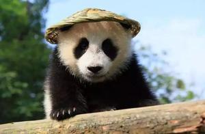 The World's Only Giant Panda Not Belonging to China, They Can No Longer Return to Their Homeland, Which is Heartbreaking