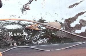 A Yellow Sambar Deer Enters a Company's Wastewater Pool; Yiwu Chikan Emergency Rescue and Release