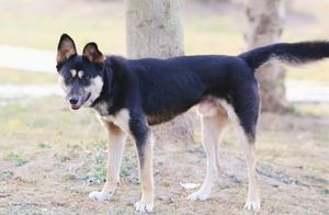 These pastoral dogs are worthy of being 'the light of national dogs,' and their breeds are no less excellent than foreign dogs!