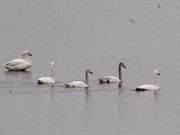 Later Than Previous Years, Shijiu Lake Becomes Swan Lake