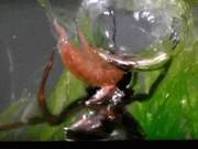 The All-Powerful Spider – They Filled the Void of Spider Life in Water