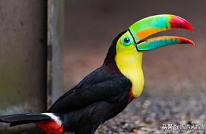 The 10 Most Expensive Ornamental Birds - A Favorite of the Wealthy! Which One Do You Like?
