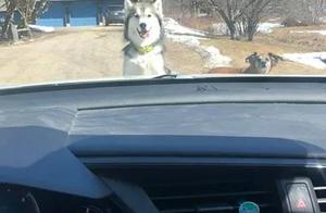 Man Robbed by Shiba Inu While Stopped, Refusing to Give It Food Leads to This Action, Netizens: 'That's You!'