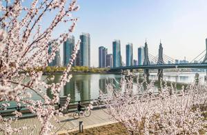 Spring is in Full Bloom! Magnificent Peonies Blossom Along the Tongzhou Grand Canal