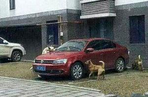 Stray Dog Seeking Food Refused by Man, Later Targeted for Revenge: Are You Bandits?