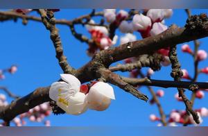 Juquan City, Ruzhou District: Listen Quietly to the Rain of Peach Blossoms, and Send a Touch of Hometown Nostalgia to ‘High Mountain Peach Groves’
