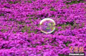 Over 400 Acres of Zhichun Cherry Blossoms ‘Weave’ Grand ‘Flower Carpet’ in Juyong, Jiangsu