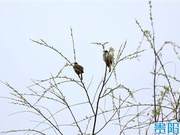 Photo Album: Guiyang: Everything Awakens, Birds 'Celebrate' Spring