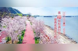 Lost in a Cherry Blossom Sea – Online Viewing or Offline Visits, Experience the Romantic Crimson of 'Sakura'