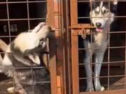 Huskies Use Their Mouths to Pick Locks, But Their Heads Get Stuck, the Struggle Was Hilariously Funny