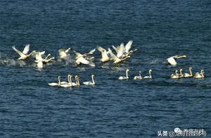 A Flock of White Geese Arrived at Double Breast Lake, It's So Beautiful!