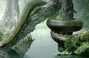 ‘Snake Devours Elephant’ – Is it Really a Myth?