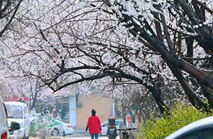 Spring Maiden Arrives! Blossoms Adorn the Streets and Alleys of Anshan