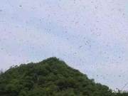 When Public Crises Arrive, How Bees Respond – The Wisdom of Bees is Indeed Simple