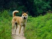 Dogs Classified as 'Companion Animals,' China to Ban Dog Meat! Do You Agree?