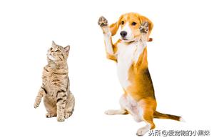 Dog and Cat Liver Failure ③ – Acute Liver Failure in Dogs and Cats Treatment