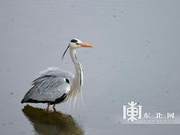 Vibrant and Lively Xingkai Lake Welcomes Return of Migratory Birds (Group Photos)