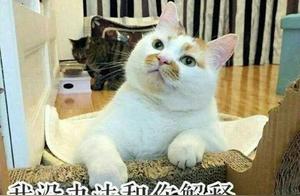 After Raising Cats, Not Only Is Frequent Cleaning Important, But Disinfection Is Also Crucial!