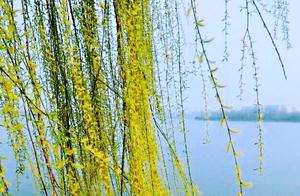 Original Poetry · Ode to the Willow