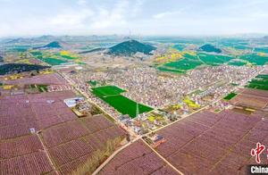 Peach Blossoms in Xuzhou's Copper Mountain Stage 'Pink Romance'