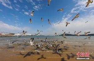 Return of Black-tailed Gulls to Rongcheng Adds Vitality to Spring