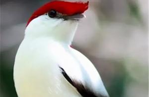 Have You Seen These Rare Birds?