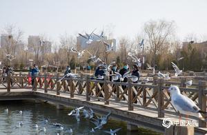 Spring Returns to the Earth, Red-Crowned Gulls 'Check-in' in Yinchuan, Ningxia