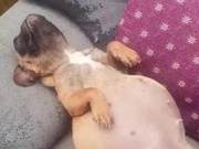 Man Sees a Large-Bellied Dog on a Sofa, Realizes Something Was Wrong