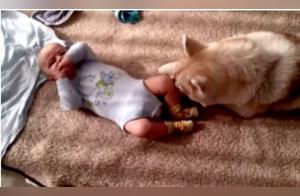 Dog Mom's Overwhelming Affection: She Treats Her Little Owner Like Her Own Child, Causing Parents to Laugh