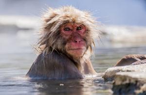 Indeed a Hot Spring Country: Monkeys Soaking in Private Bathtubs, Completely Alone from Tourists