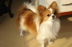 How to Train a Butterfly Dog? Here Are 5 Ways to Help You!