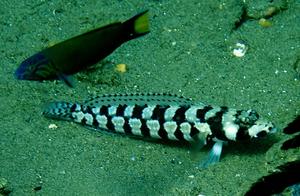 Sea of Water - Fish (102): Greater Amberjack (1) - Spotted Sand Goby (Ambon & Dumaguete)
