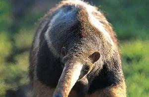 Anteater