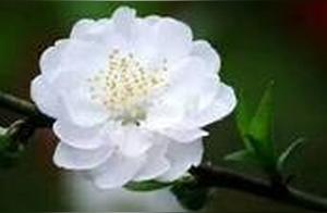 Embrace Confucianism, Let Go of Buddhism, Think Freely with Taoism!