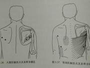 What Have the Round Deltoid and Latissimus Dorsi Done for Your Arms?