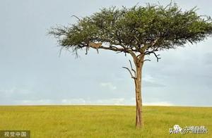 A Leopard in Kenya Dragged Prey Up a Tree to Rest and Guard Its Food