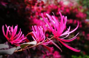 Tianhe | Guangzhou Spring Colors: Red Waves Flying, Contesting Spring