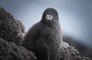 He took pictures of those fluffy penguins on islands in Antarctica – it's so adorable!