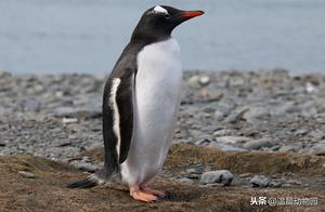 Debunking: Are Penguins' English Names Unique? No, This Name Originally Belonged to the Sea Diver